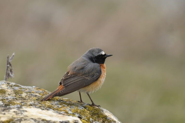 redstart
