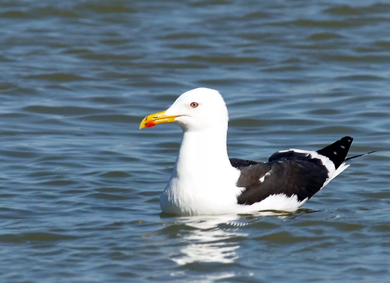 Larus fuscus fuscus