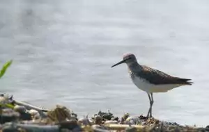 Tringa ochropus