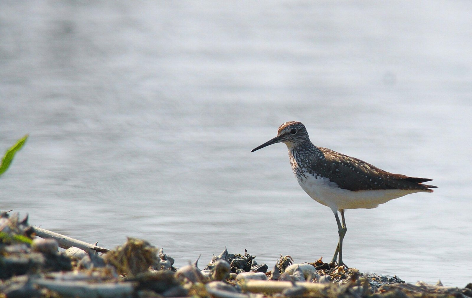 Green Sandpiper (Tringa ochropus)