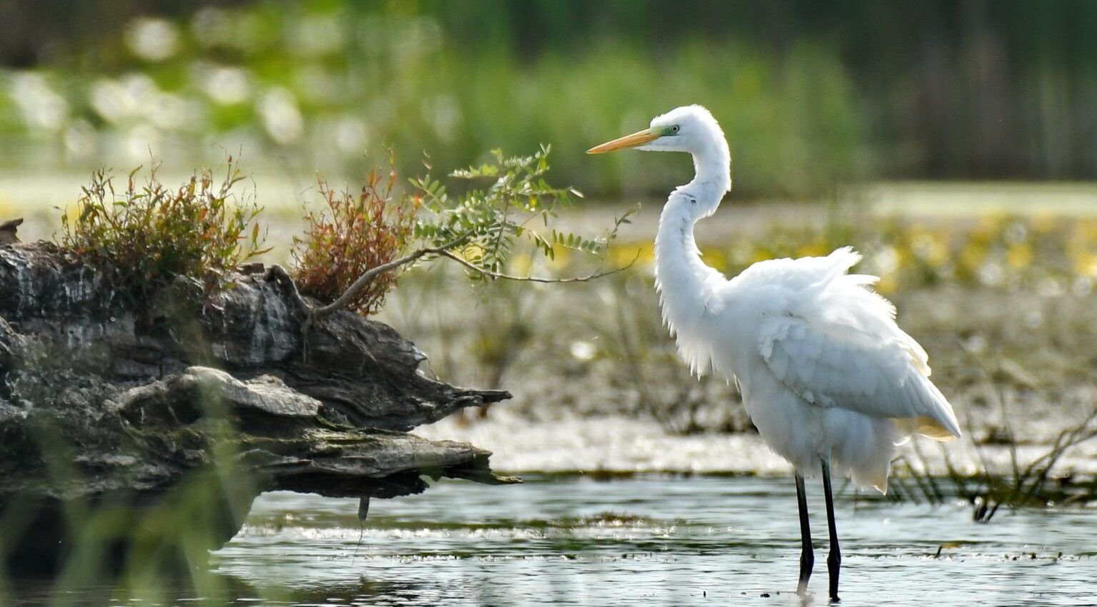 egreta alba