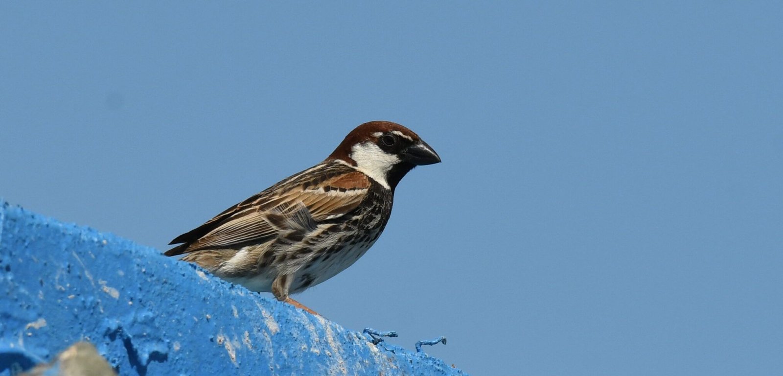 Spanish Sparrow (Passer hispaniolensis)