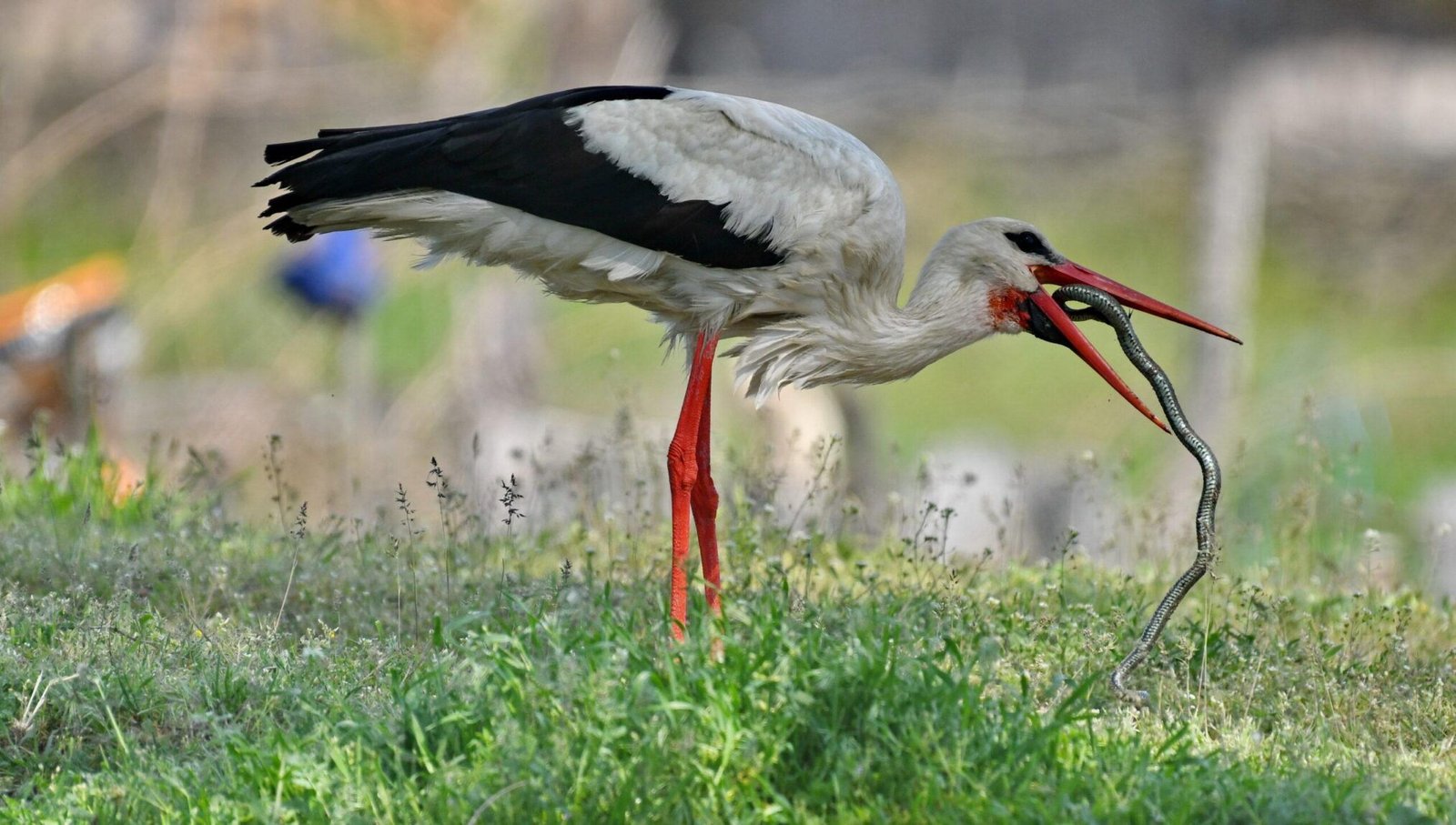 White Stork (Ciconia ciconia)