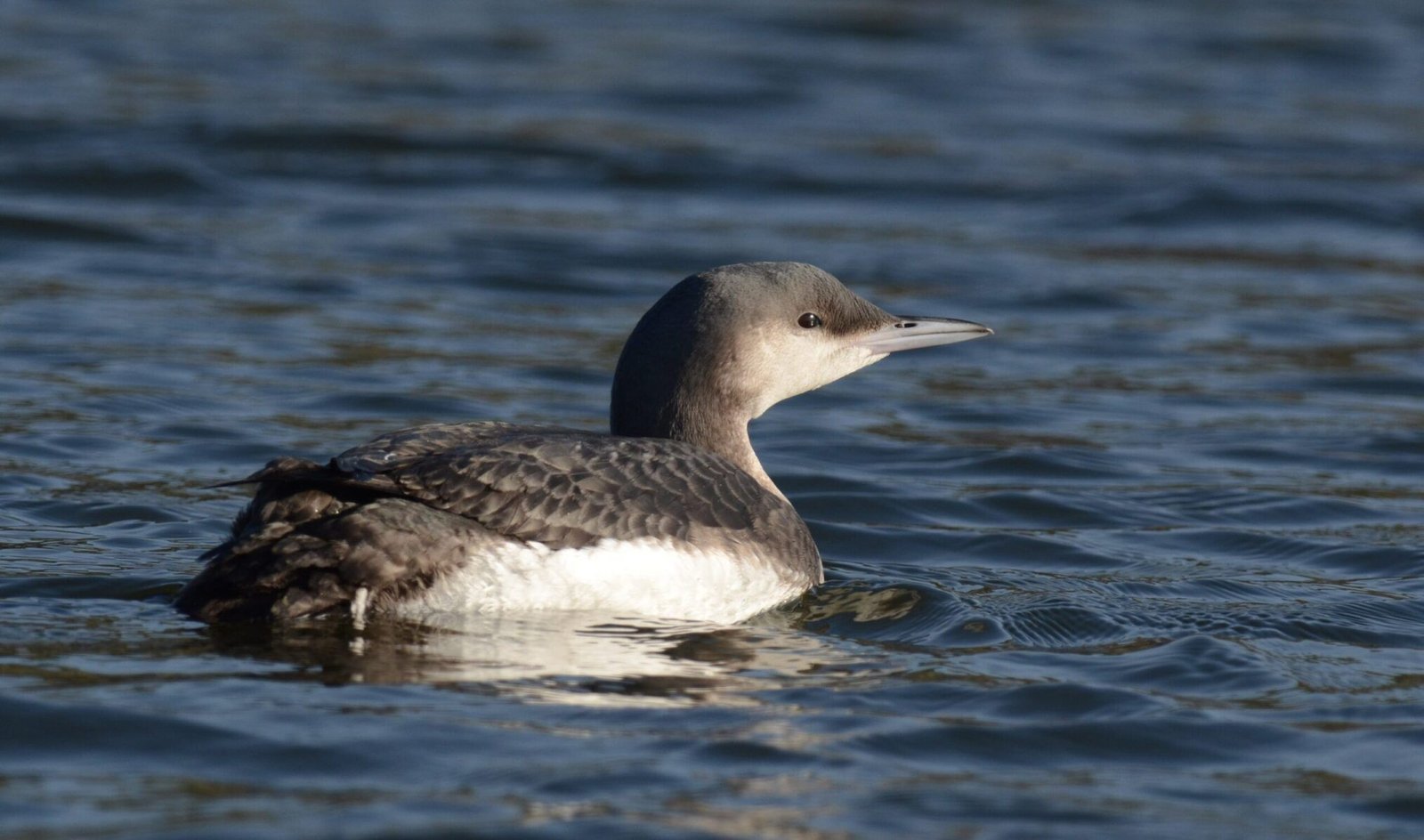 Black-throated Loon (Gavia arctica)