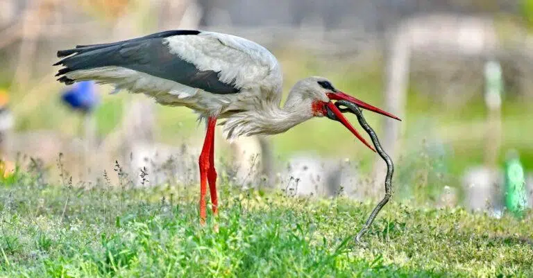 ciconia ciconia