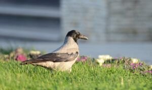 hooded crow