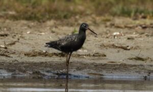 Spotted redshank