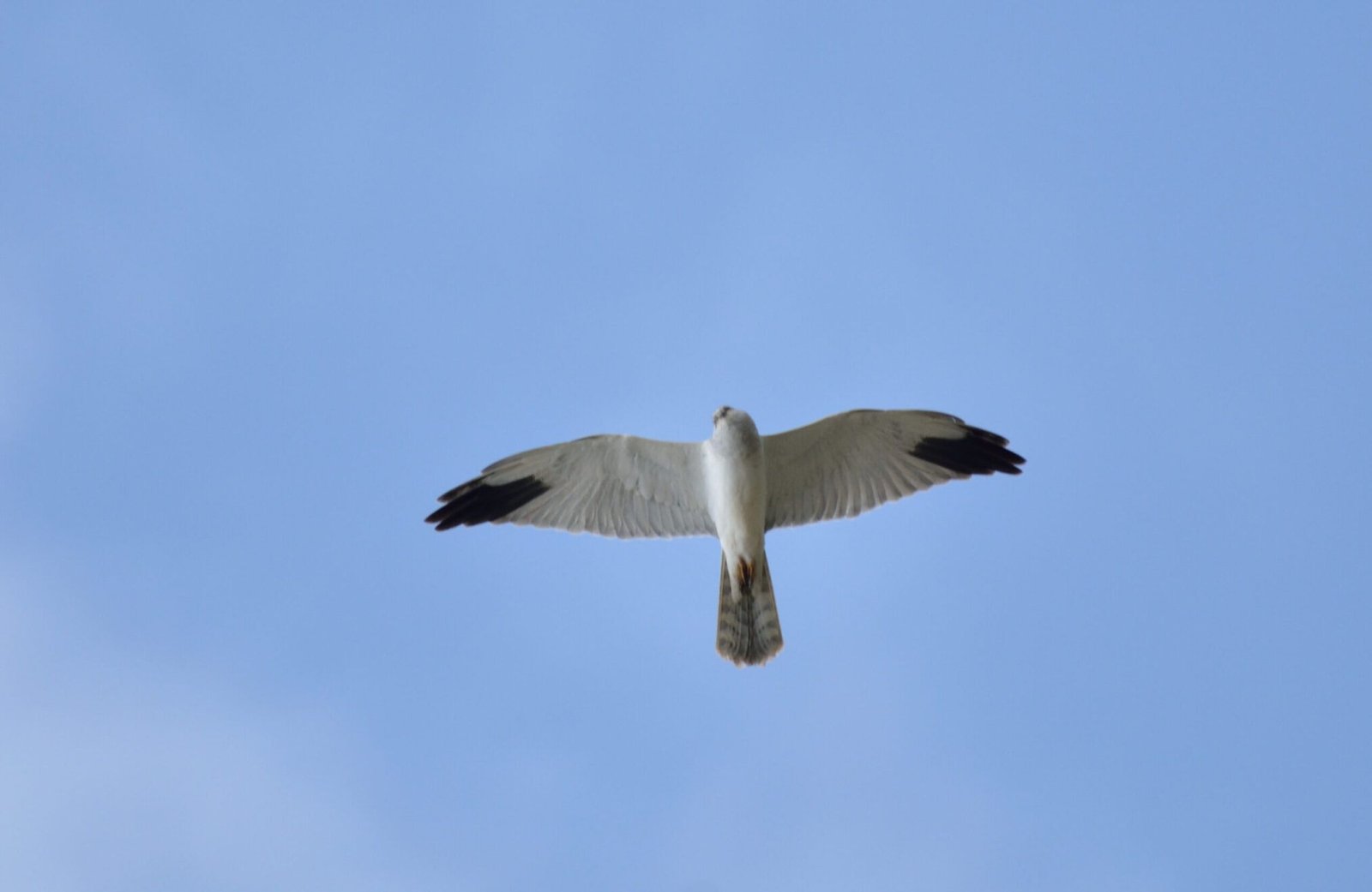 Pallid Harrier (Circus macrourus)