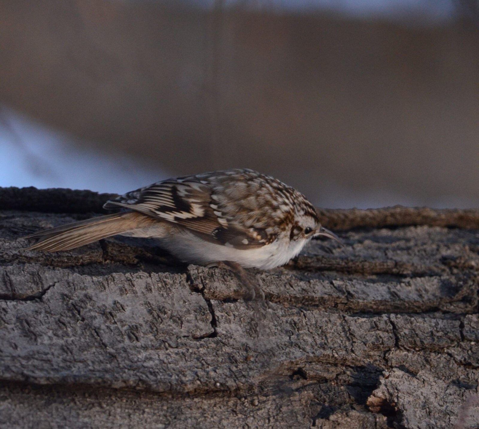 Eurasian Treecreeper (Certhia familiaris)