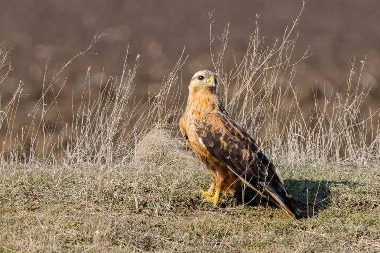 Buteo rufinus
