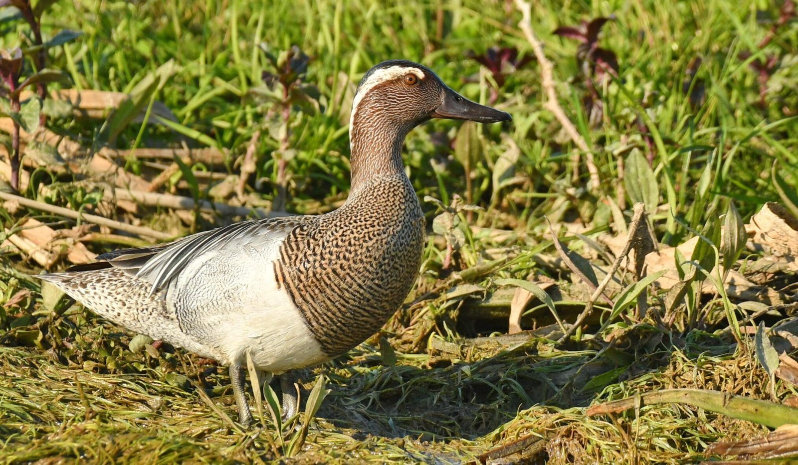 Garganey (Anas querquedula)