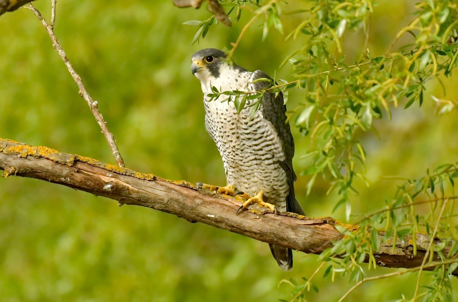 Peregrine Falcon (Falco peregrinus)