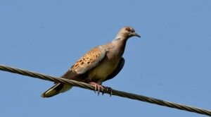 streptopelia turtur