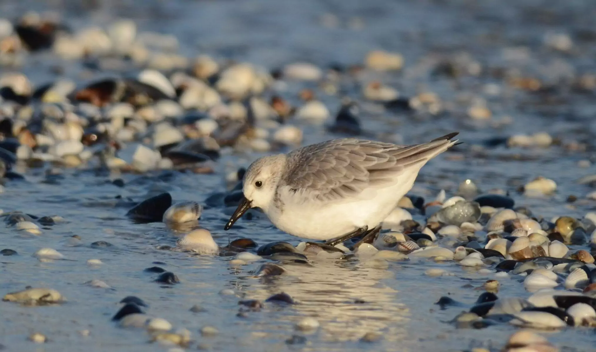 calidris alba