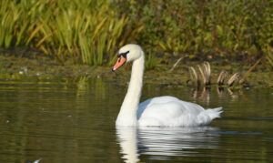 cygnus olor