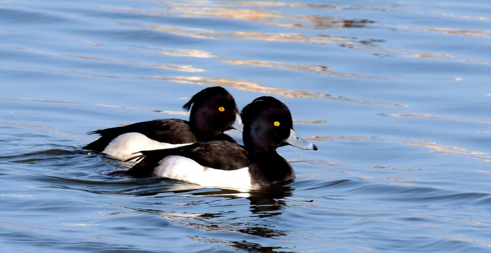 Tufted Duck (Aythya fuligula)