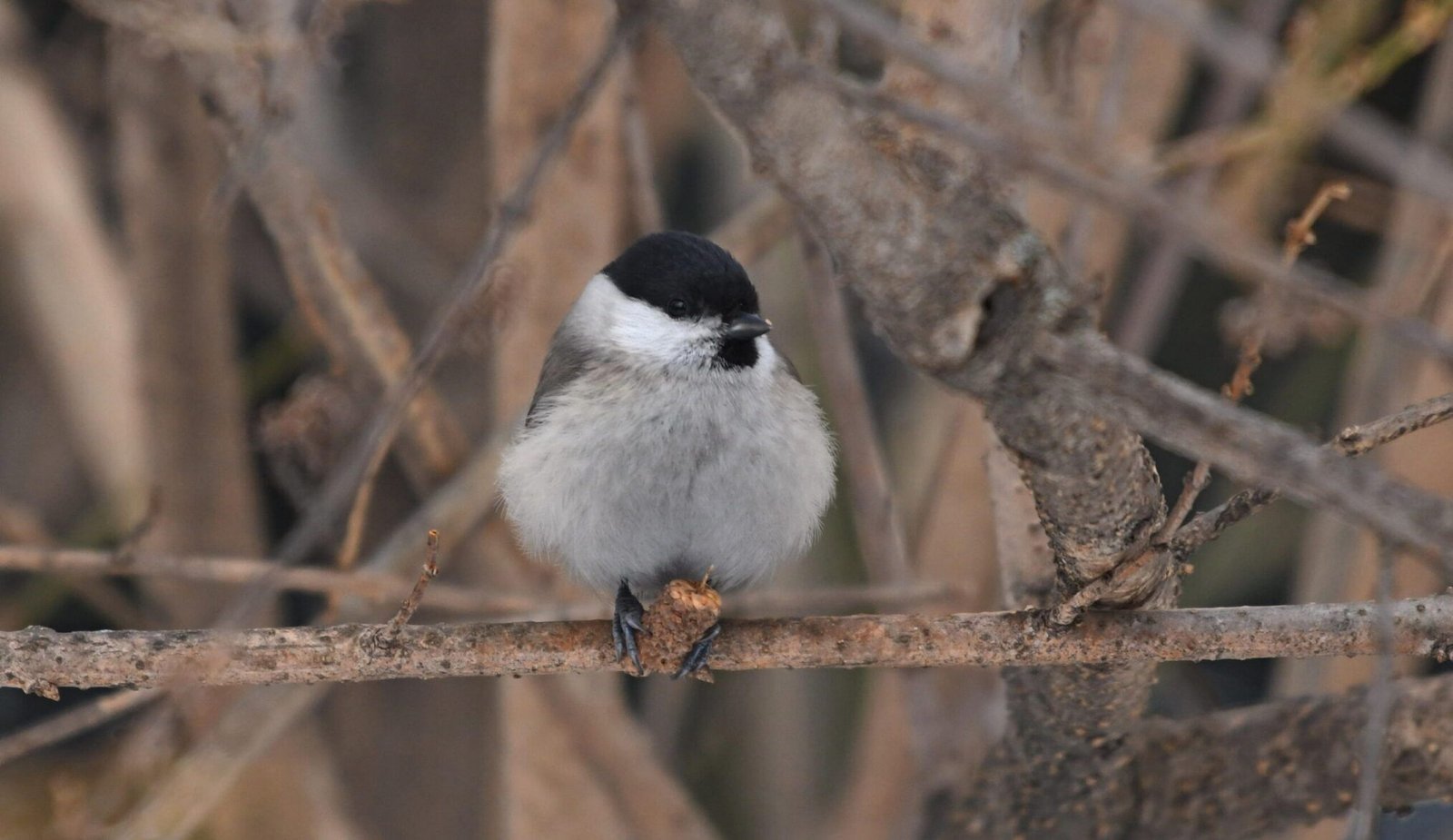 Marsh Tit (Parus palustris)
