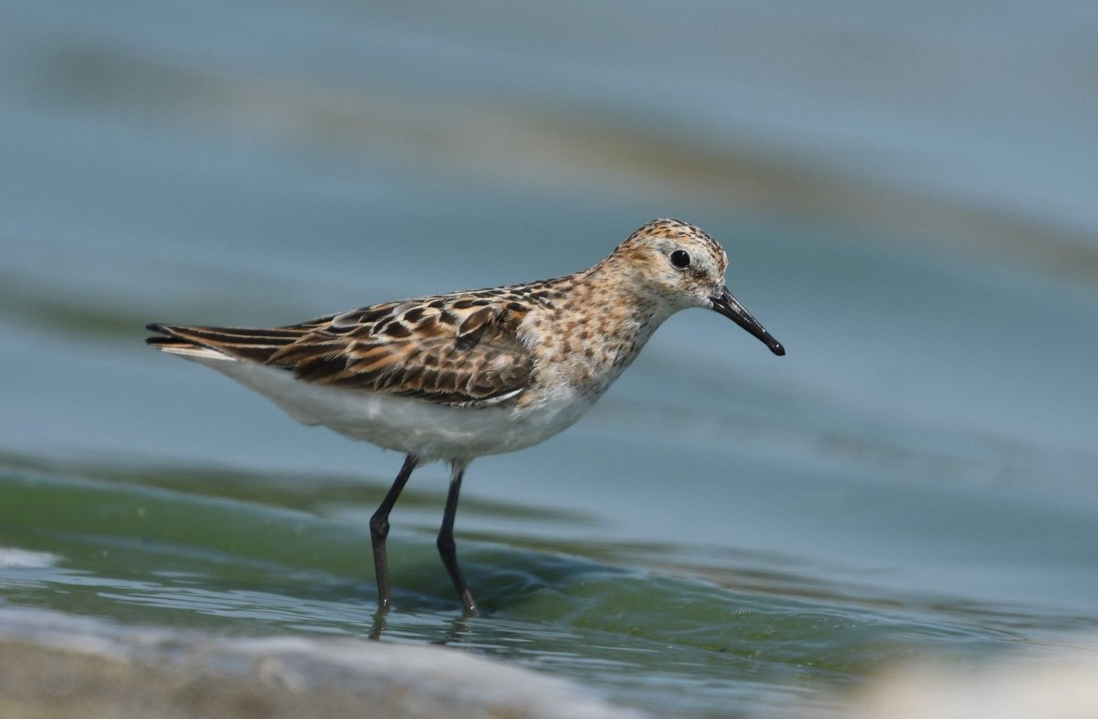 Little Stint (Calidris minuta)