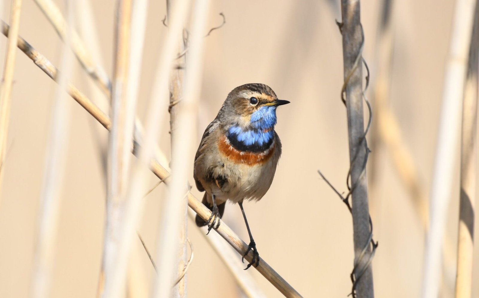Bluethroat (Luscinia svecica)
