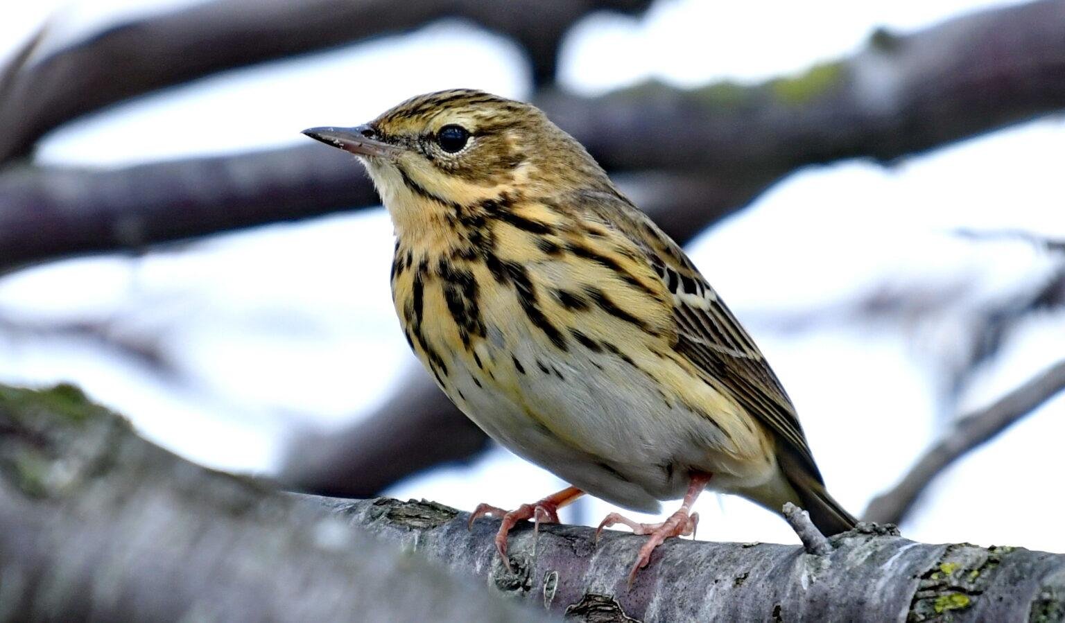 anthus trivialis