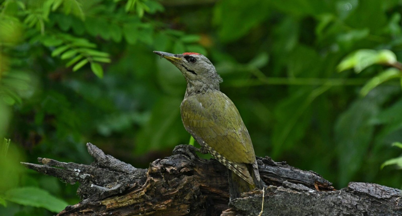 Grey-headed Woodpecker (Picus canus)