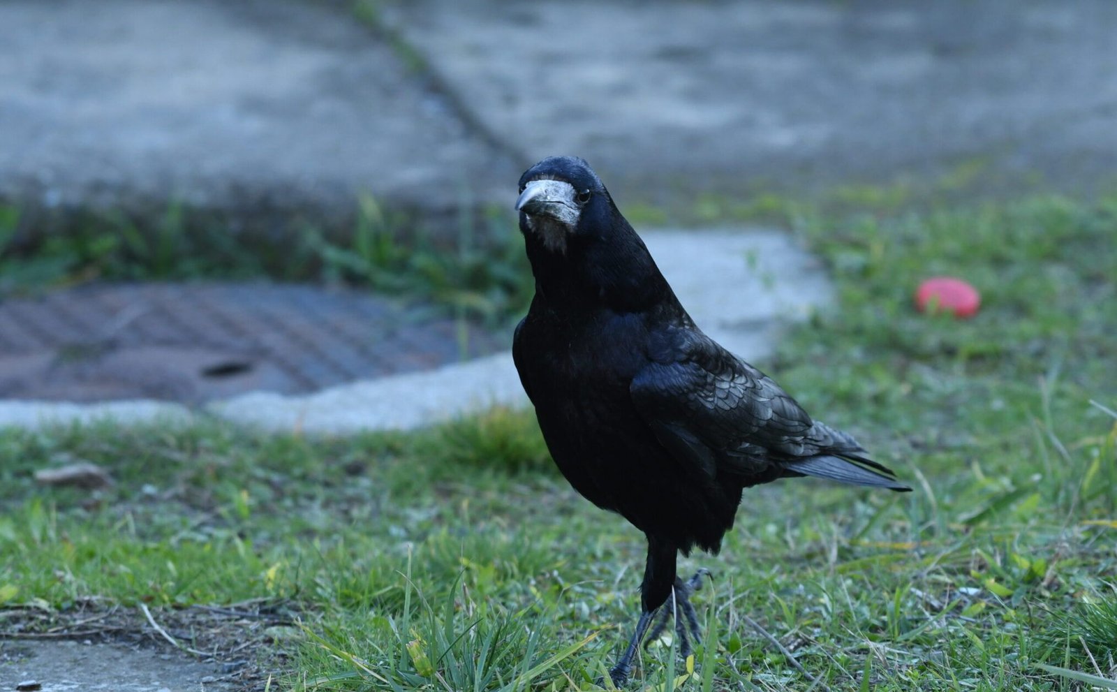 Rook (Corvus frugilegus)