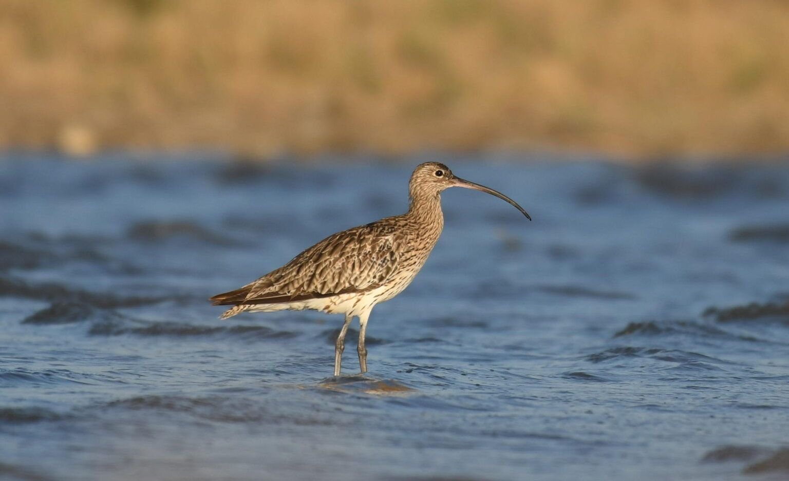 curlew