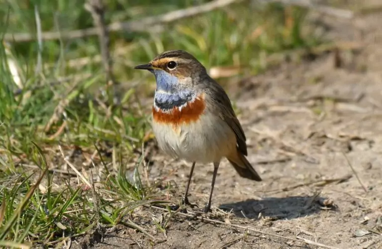 luscinia svecica