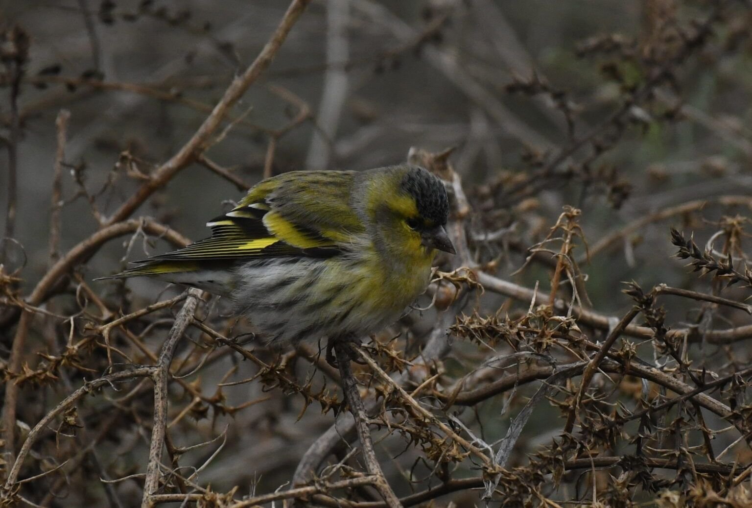 carduelis carduelis