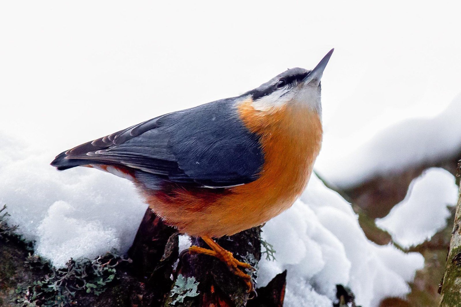 Eurasian Nuthatch (Sitta europaea)