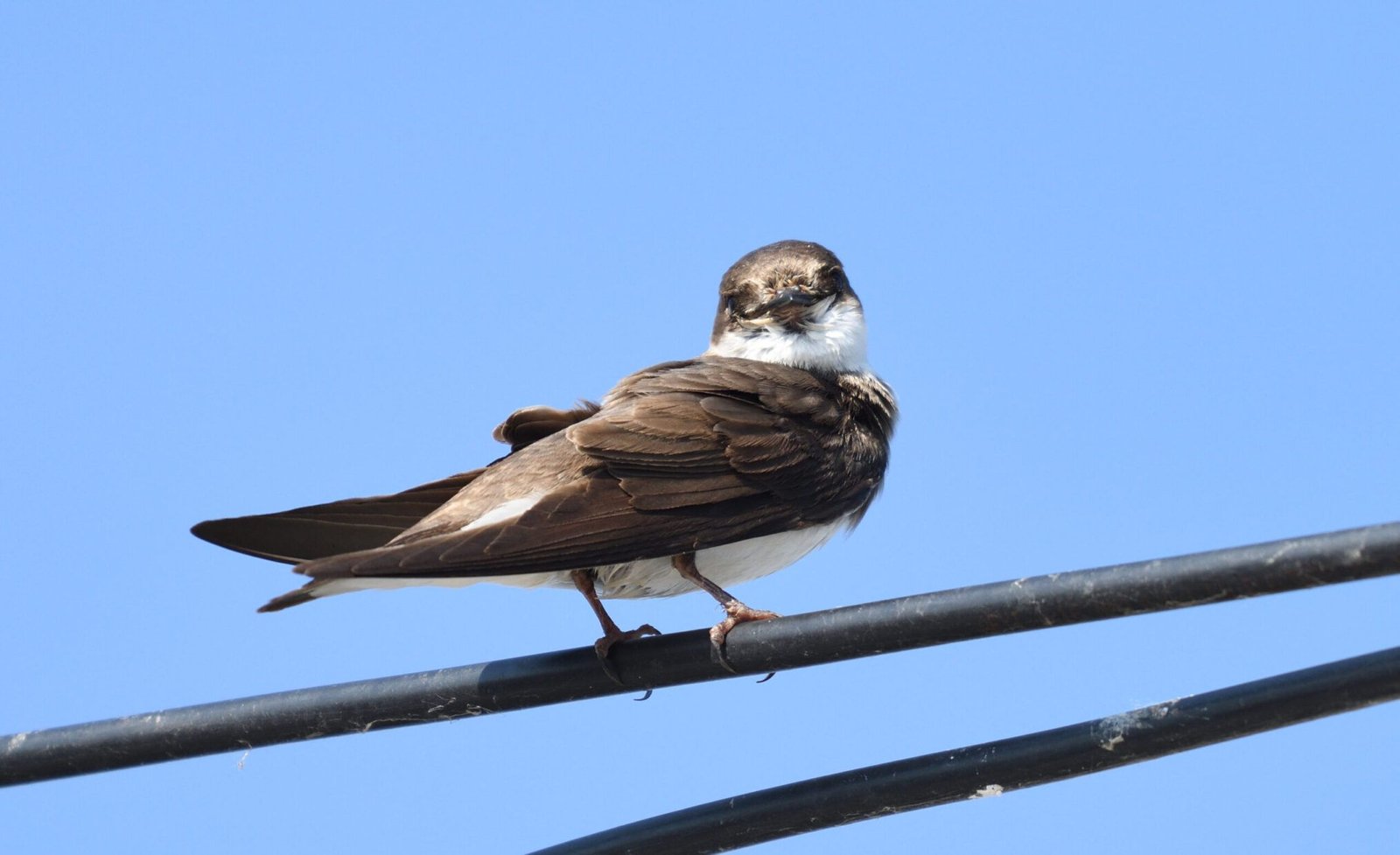 Sand Martin (Riparia riparia)