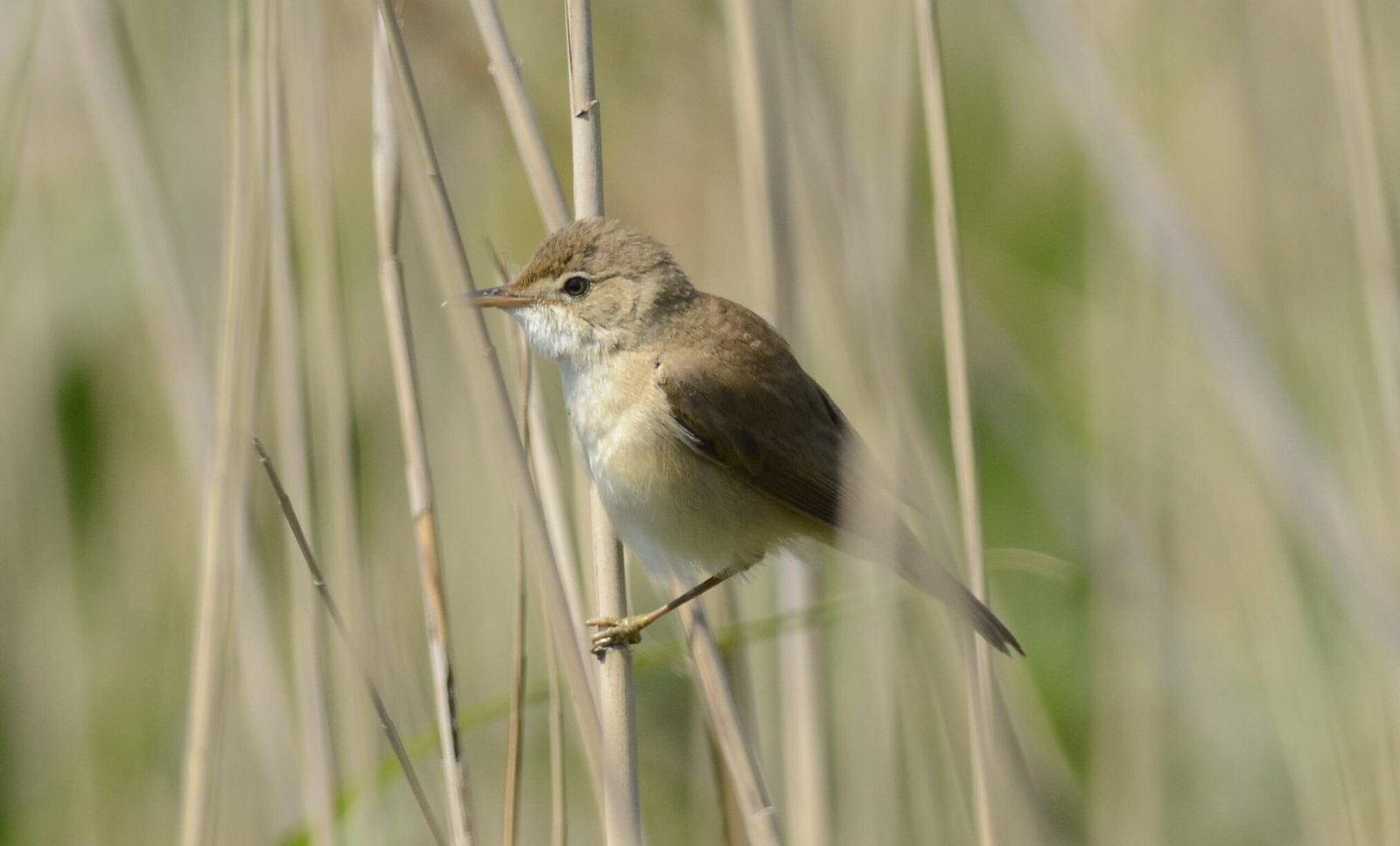 Eurasian Reed Warbler (Acrocephalus scirpaceus)