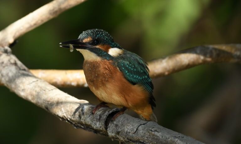 alcedo atthys