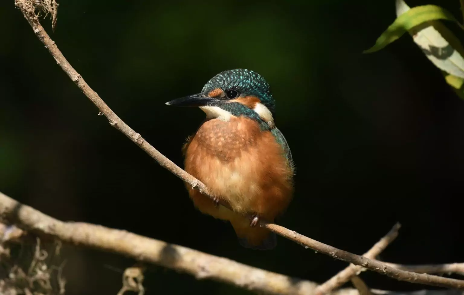 king fisher