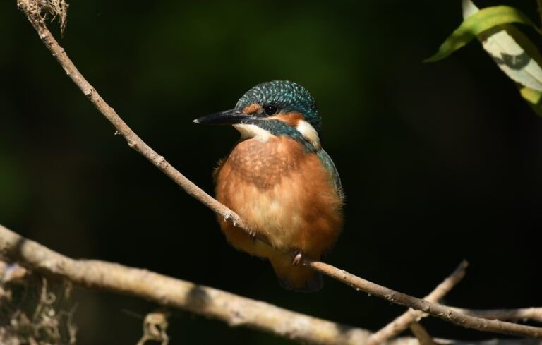 king fisher