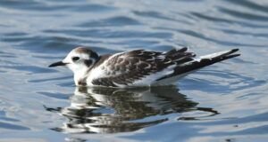 little gull