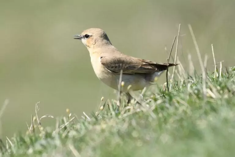oenanthe isabellina