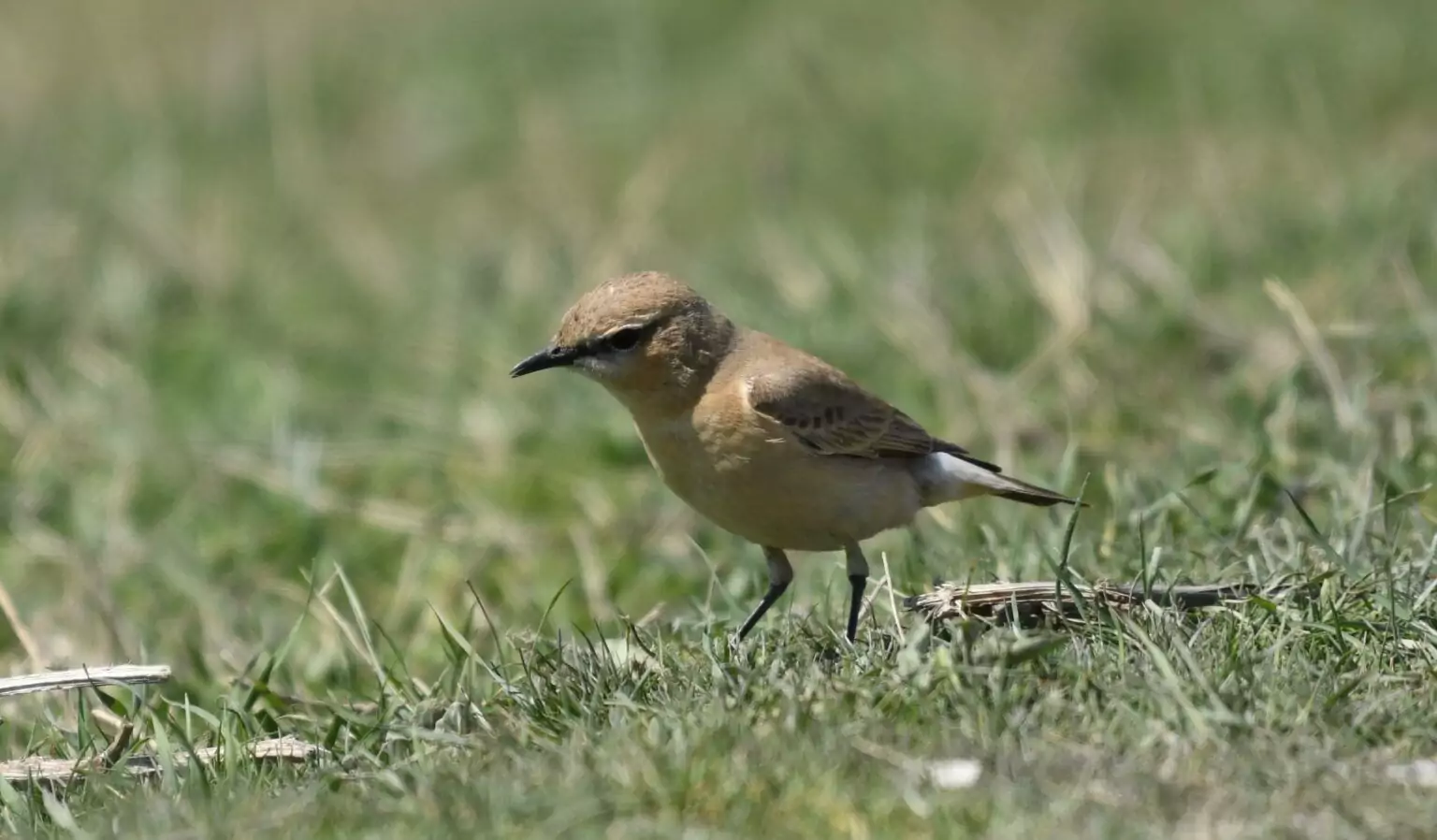 oenanthe isabellina