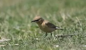 oenanthe isabellina