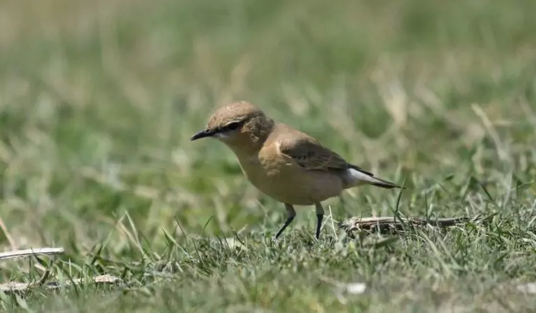 oenanthe isabellina