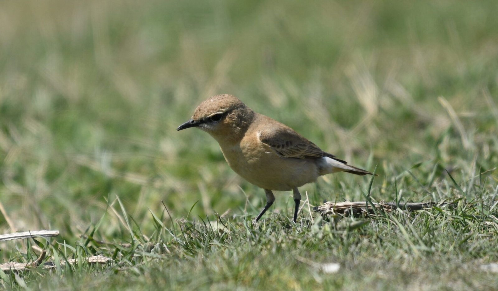 Isabelline Wheatear (Oenanthe isabellina)