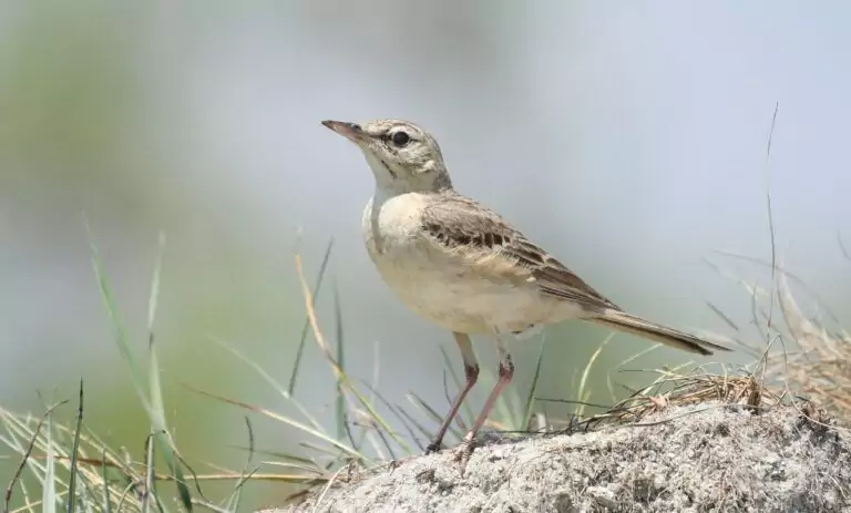anthus campestris