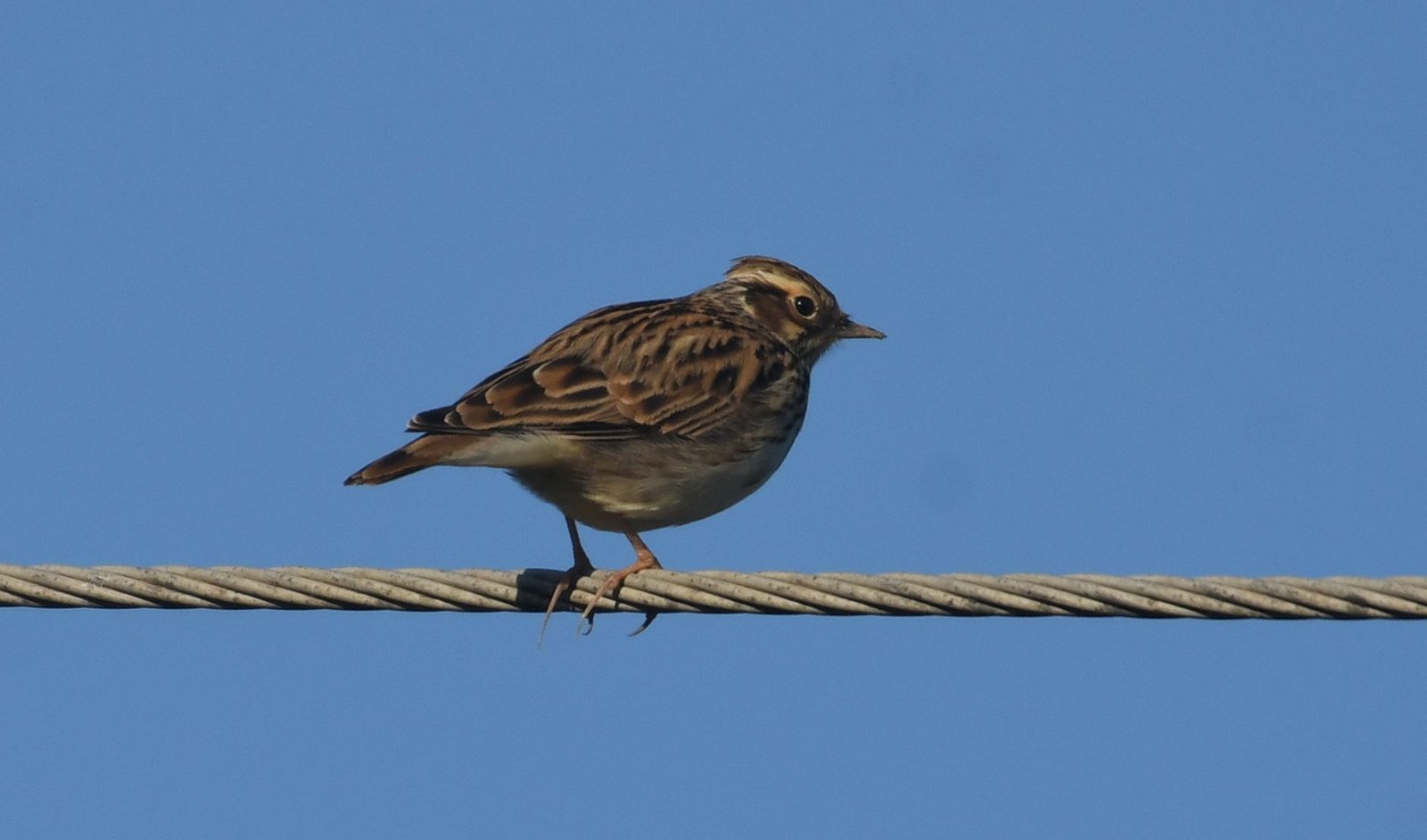Woodlark (Lullula arborea)