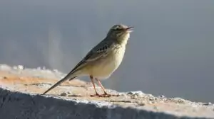 anthus campestris