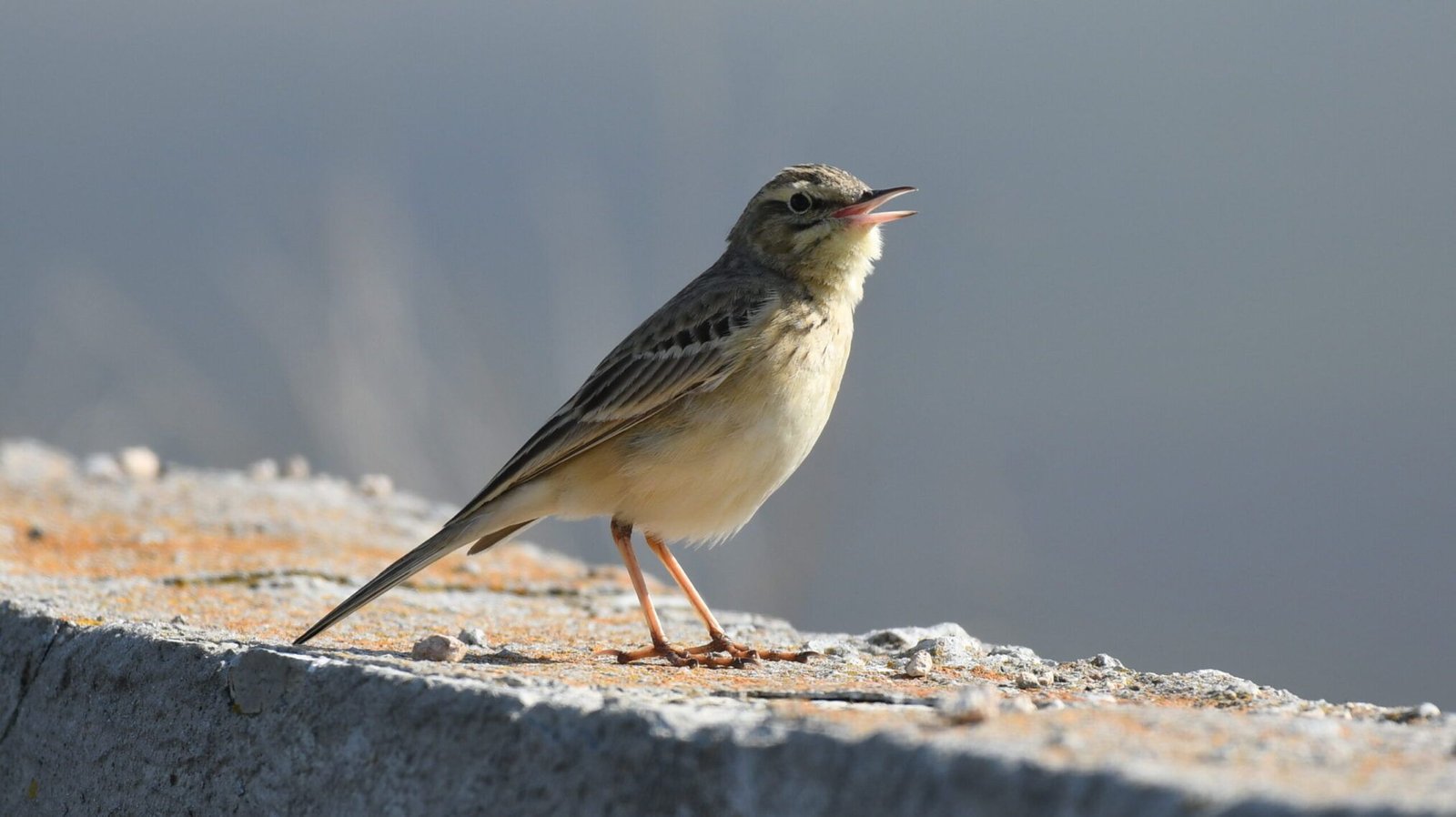 Tawny Pipit (Anthus campestris)