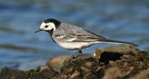 motacilla alba