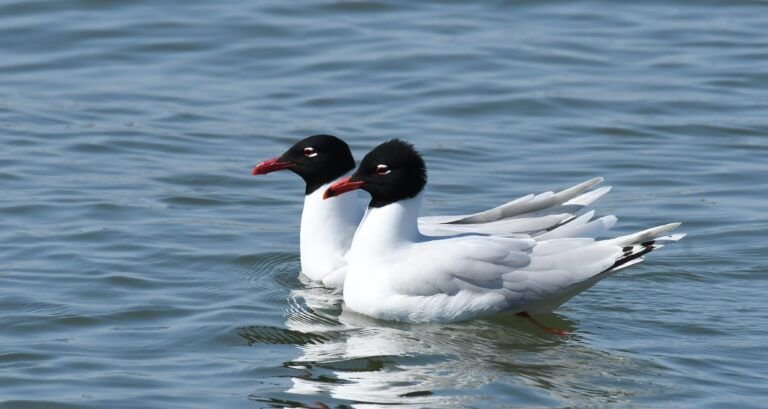 larus melanocephalus