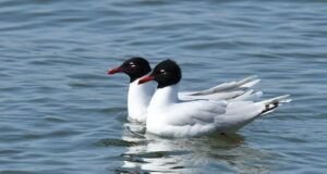 larus melanocephalus