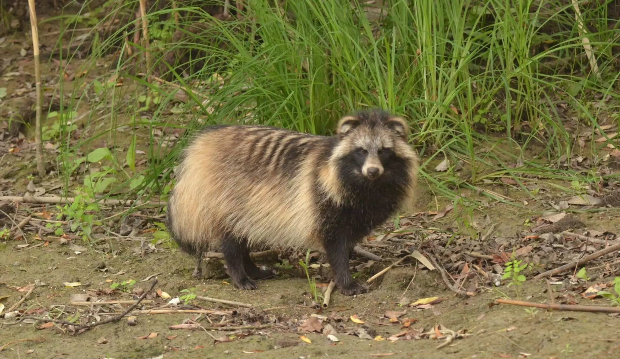 racoon dog