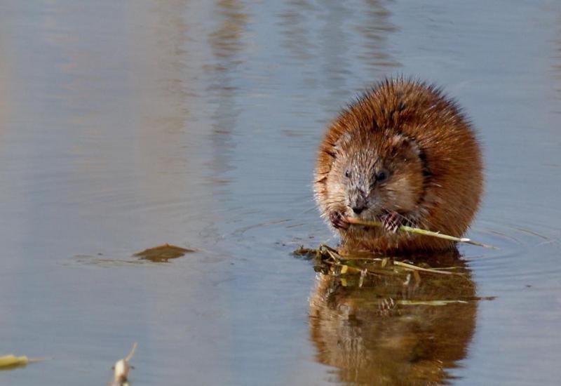 muskrat